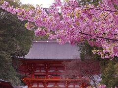 3/21(月)、インスタで見て、コレは是非見に行きたい!と思って、近江神宮にやって来ました。　広い駐車場が無料なのは嬉しいですね。

今までに、青もみじの時期に訪れたことはありますが、桜の時期は初めて。　ソメイヨシノが開花するちょっと前に、1本の河津桜と楼門のコラボを撮れる場所があり、みんなこの場所から写真を撮ってました。　河津桜は既に葉っぱが出始めてる時期ではありましたけど、まだまだピンクの花も残ってたので写真撮れて良かったです!