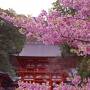 2022年の滋賀の桜を楽しんだ、母娘のドライブ旅♪