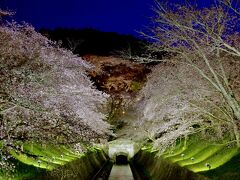 今までに何度もインスタを写真を見て、いつかは見てみたい!と思っていた琵琶湖第一疏水の桜のライトアップ!　無理して、三井寺の混雑してる駐車場に入れるまで待たなくて良かった!　日の入り時間は既に過ぎてましたが、まだ空は完全に真っ暗にはなっておらず、明るい青い空の時間帯に何とか写真を撮る事が出来ました。

三井寺の駐車場に停めていれば、時間関係なく1回500円ですが、浜大津公共駐車場は最初の30分のみ無料で、その後は時間ごとに値段が上がっていくので、この日は三井寺のライトアップは諦めて素直に帰ることに。　結局駐車場は150円だけしか払わずに済みました!　まぁ、京阪電車の往復340円はかかってるんだけど…。