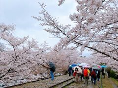 五条駅から地下鉄に乗って蹴上駅まで。　ほんのちょっとの時間ではありますけど、雨も降ってて足元も悪いし、キャリーケースが絶対に邪魔になる場所だと分かっていたので、駅のコインロッカーに預けます。　

私自身も、この場所を桜の時期に訪れるのは初めてでしたが、雨でも京都の人混みは減らないのですねー。　もし晴れてたらもっとごった返してるのかしら…?　青空も見えなかったので明らかに消化不良な感じでした。　桜は本当にキレイでしたけどね。

母に、せっかくキャリーケース預けて身軽な状態だし、ここから近い南禅寺にも行ってみる?と聞いたのですが、雨+京都の混雑に既に疲れ気味だったようで、結局インクラインに10分だけ滞在して、再び駅に戻りました。

思い返してみても、このインクラインにいた時が1番の大雨だったわ…。　

蹴上駅からは、京阪電車直通の東西線に乗り、びわ湖浜大津駅へ。　さっきまであんなに混んでたのに、滋賀に向かう電車内がガラガラ過ぎて母は驚いてました。　私もビックリよ(笑)。