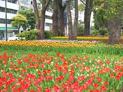 横浜公園。横浜スタジアムのところにある公園です。