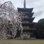 京都は花見三昧旅行