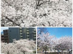 京都の 二条城前駅 の前に書いていた桜は満開だった