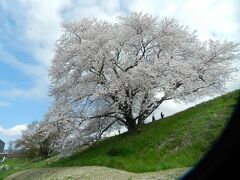 幾坂池の一本桜。