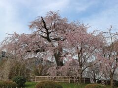 その円山公園のシンボル的存在の『しだれ桜』
当然昼間も綺麗ですが、夜桜が特に美しいと人気です