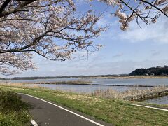 堤防、サイクリングロードと桜、そして印旛沼