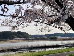 対岸にも桜並木。
印旛沼ふるさと広場は、鹿島川の河口を渡る飯野橋（竜神橋）周辺を公園として整備したもので、目玉の風車は、平成初期、竹下内閣時代の「ふるさと創生基金」で建設したものである。
本格的な水汲み風車で、オランダから資材や部品を輸入し技術者も招いて建設され、平成6年の市政60周辺を記念して完成。
もともと干拓地として水田が広がっていた周囲は、平成初期に大掛かりな耕地整理を行い、風車の周辺を花畑とし、春はチューリップ、夏はひまわり、秋はコスモスが一面に咲く。8月には夜空に花火が打ちあがる。
多分、佐倉市で一番年間を通して集客するスポットではないだろうか。