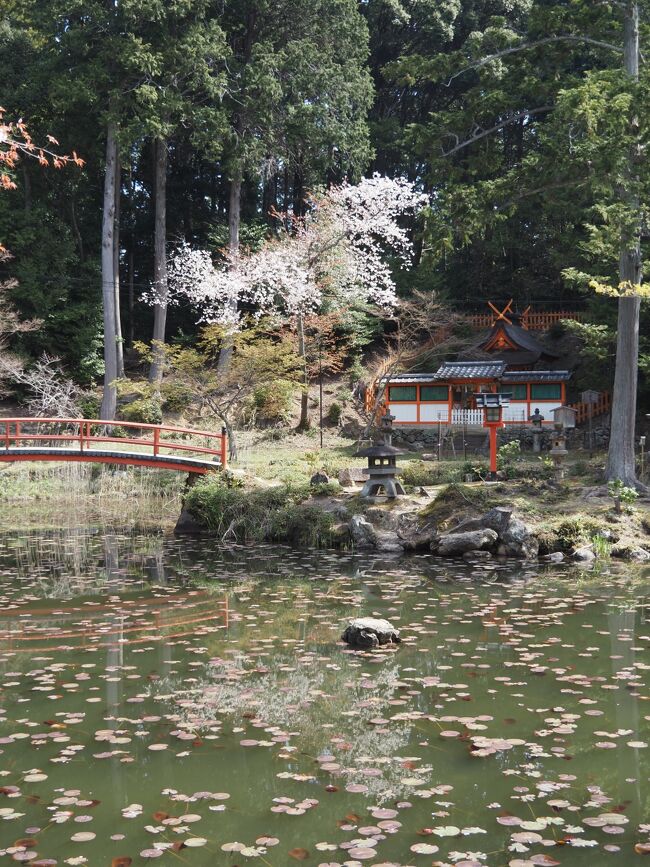 満開三日間の千眼桜の大原野神社へ、でも満開ちょい前』嵐山