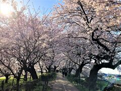 新型コロナが世界に蔓延し始めて3年目となる桜の時期。
最初の1年目は何事にもおっかなびっくりの生活だったが、withコロナ生活も当たり前となり、桜の時期ともなれば、感染対策を施しつつ春空に咲く桜を愉しむ余裕も出てきている。
