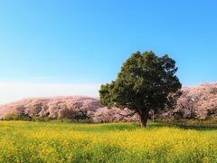 権現堂桜堤