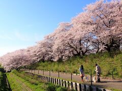 屋台が出ていない分、桜堤は穏やかな空気感。個人的には、屋台はない方が好きかな。