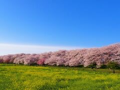 桜と菜の花の景色が一番美しく見える時間帯は朝から午前10時くらいまでの柔らかな日差しがお勧め。