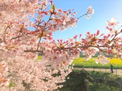 ソメイヨシノの花は満開を迎えてからは、あっという間。

日当たりの良い枝は花芯が紅色に染まり、花びらを散らし始め、新しい春の息吹が芽生え始めていた。
