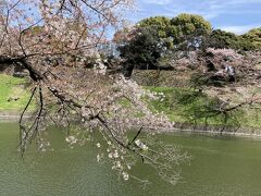 千鳥ヶ淵緑道の桜はやはりもう半分は散っています。