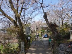 地蔵院の枝垂桜。ありがとうございました。
次へ行きましょう。