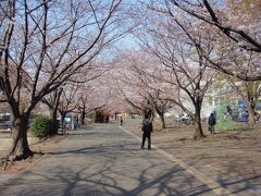 さむかわ中央公園さくら　寒川町の公園で、芝生広場、遊具のある幼児広場、体育館、せせらぎ、ビオトープ池、調整池兼自由広場等のある公園です。桜の木は多くありますが3～4咲です