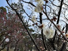 京都御所の中を通った方が近い道ということがわかり
満開の梅を鑑賞しながら。

ワンコのお散歩をしている方々が多くて。
早く愛犬に会いたくなった。