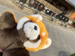 おうどん食べておなかいっぱい！

レッサーパンダ君と運命の出会いをした
京都市動物園前で記念撮影。