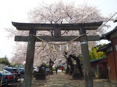 この日は旦那を付き合わせお出かけ、
先ず「前玉神社（さきたまじんじゃ）」へ行きました

前玉神社境内の桜も見頃でした
