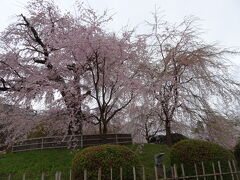 円山公園　枝垂れ桜　
雨でちょっと元気がない？