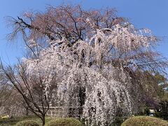 途中、円山公園のしだれ桜が綺麗に咲いていました。