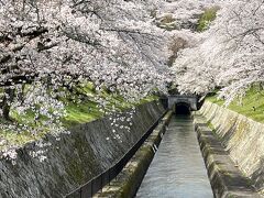 琵琶湖疎水は竣工した当時、大津から蹴上まで３つのトンネルがあった（後に４つになる）そうです。

その中で一番琵琶湖寄りにある全長２４３６メートルの第一トンネルの東口と桜は、一番の見所になっています。