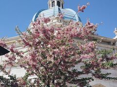 ソアリン前には桜も