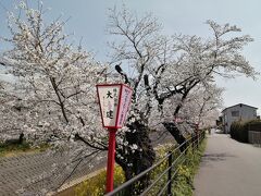 さて、花見の続きです。
「トラン」を過ぎた辺りから“ぼんぼり”が現れます。実はこの辺りも岡崎桜まつりのサテライト会場となっており夜間のライトアップもされています。