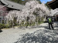 般若桜