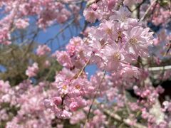 一切経蔵前の八重桜