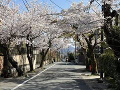 毘沙門堂に至る参道（駅方面）。桜がきれいな住宅地内の道である。