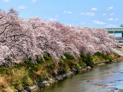 大手橋から五条川沿いの桜を眺めます。

綺麗です！