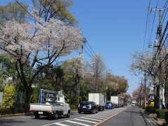 新小金井街道沿いの桜