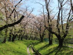 仙川沿いの桜
