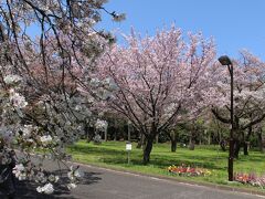 小金井公園
既に花が散っているところもありましたが、まだ何とか桜を見ることが出来ました。