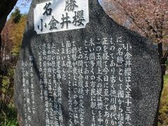 名勝小金井桜の碑