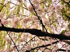 こちらはお隣の浅草神社、混んでいません。
柳と桜が、