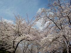 今回の散歩は平野神社の桜苑からスタート。
