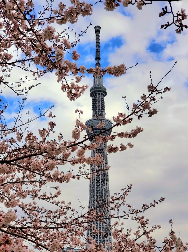 ◉真作保証◉はりたつお◉春の隅田川と東京スカイツリー◉24/300