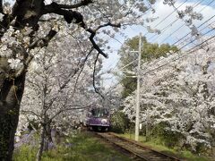 桜のトンネルを歩いて撮り鉄。３カ所で６列車を撮りました。