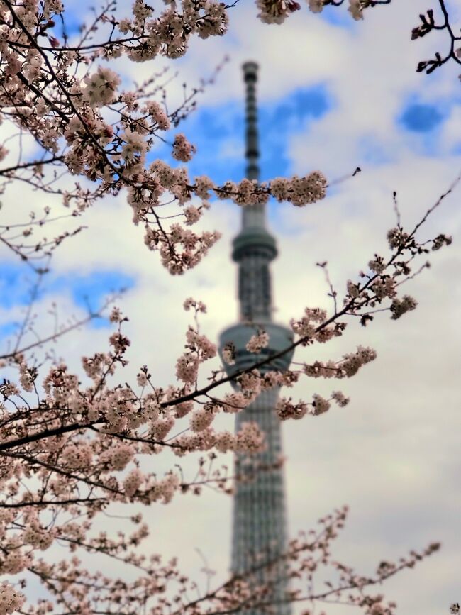 春のお江戸花巡り 浅草*スカイツリー*向島百花園』東京の旅行記