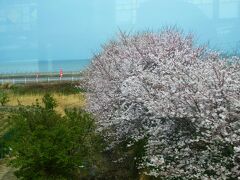 車窓からは満開の桜を見ながら…