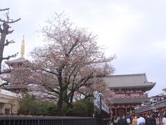 浅草寺の桜、ずいぶんと散ってきています。