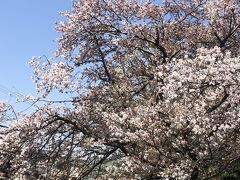 鳩川にかかる馬船橋からの桜並木！