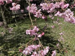 まだまだ　醍醐寺の桜の続き