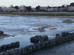 桂川の岸辺も　桜が一杯