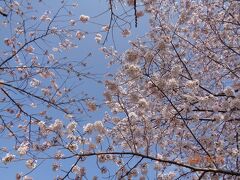 順調に空港に着きそうなので少し時間があるので行ってみました。桜は満開でした。
桜が咲き終わったら「さくらの山」はどうなるのかなあ？？

https://www.nrtk.jp/enjoy/attraction/sakuranoyama.html

