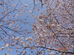 成田市さくらの山