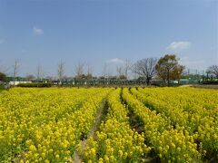 ここからは前日、4月8日の写真・・・

大阪　和泉リサイクル公園のチューリップです。
まさに今満開です！

菜の花畑の後ろはグラウンドで、臨時駐車場　100台駐車出来ます。