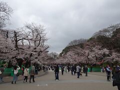 上野公園の桜～～～～！！
テレビでしか見たことないぞ～～～～～！！
めっちゃ綺麗で倒れそう！！！！！

コロナじゃなければ緑の網みたいのはなくて、ゴザ敷いてお花見してるのかな？？
